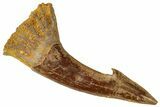Fossil Sawfish (Onchopristis) Rostral Barb - Morocco #322817-1